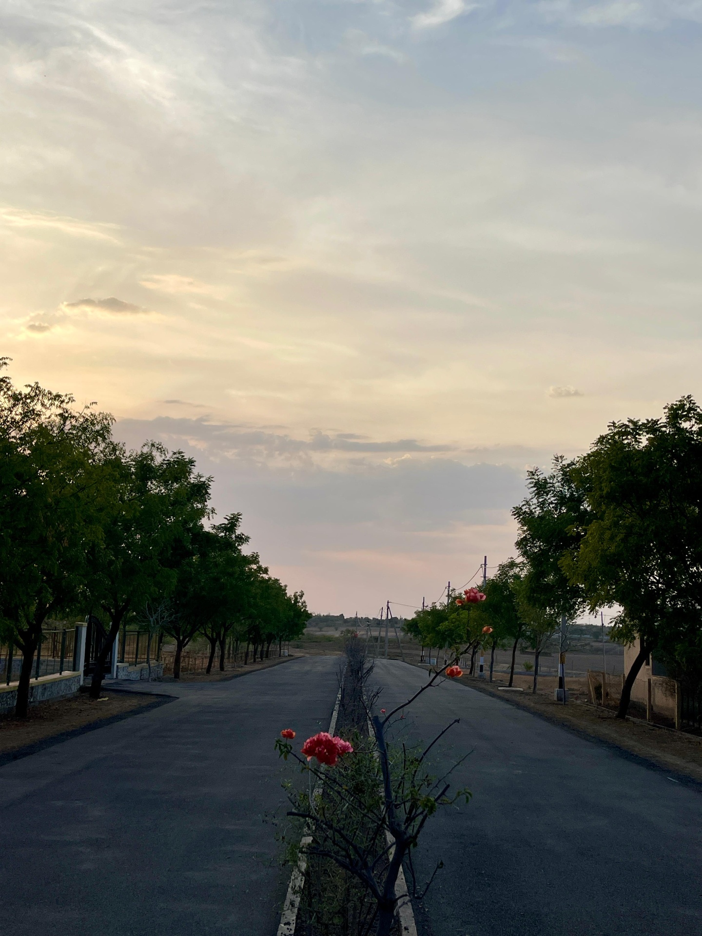 Sunset view along a central divider road with plantation at Sri Krishna Valley